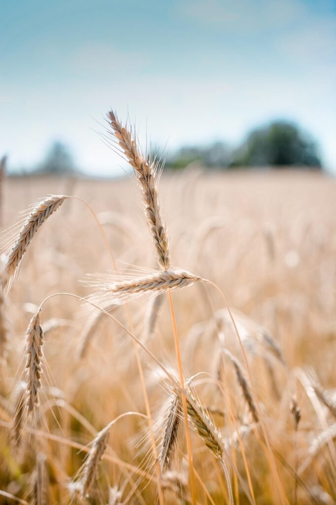 wheat, crop, field, barley, cereal grains, farm, plants, nature, agriculture, countryside, rural, summer, closeup